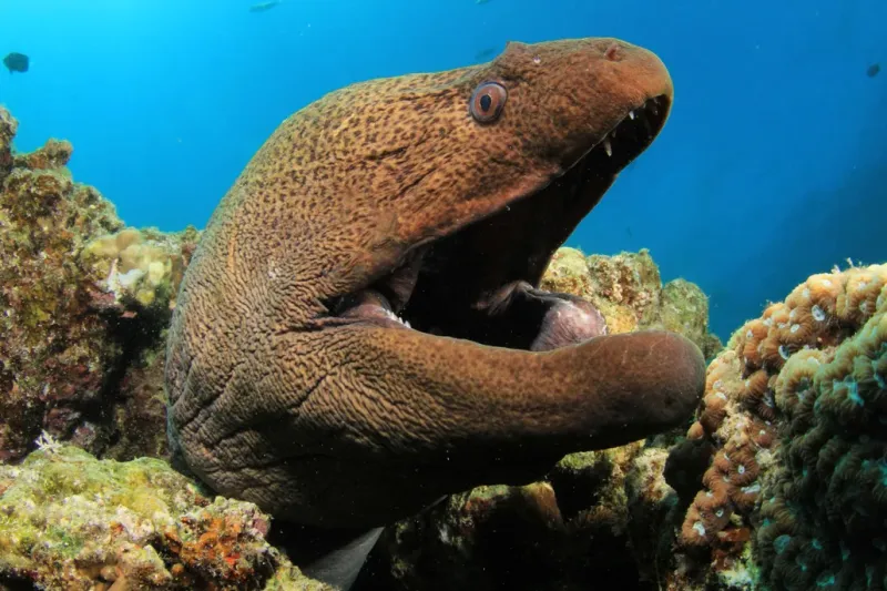 California Moray Eel