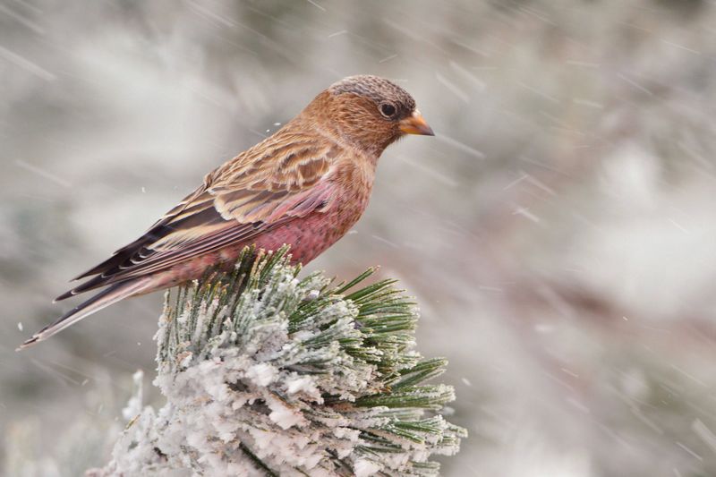 Brown-capped Rosy Finch (Leucosticte australis)