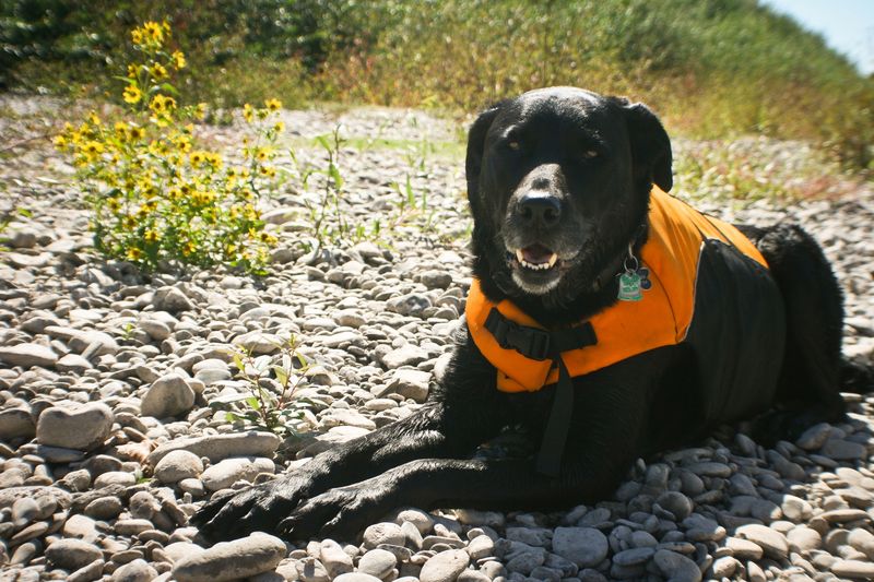 Crystal Lake Sports Fields – Corvallis
