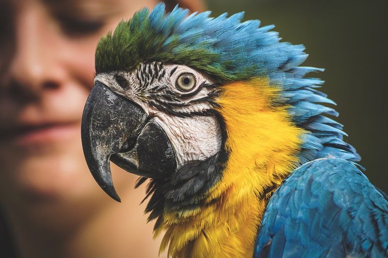 Pet Shops Need Bird Experts