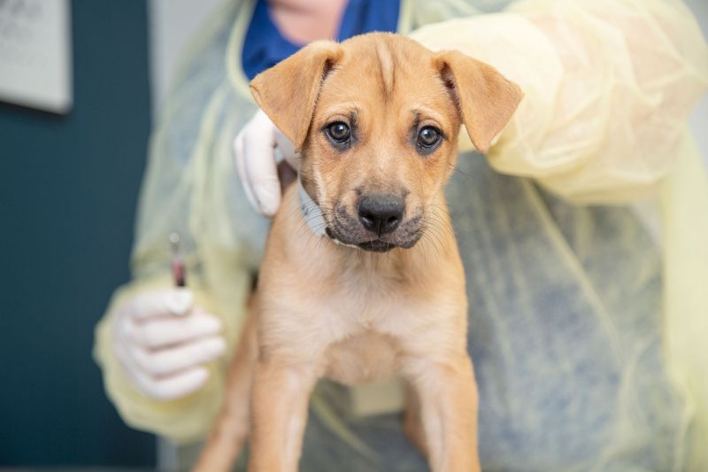 Rabies Shots: Non-Negotiable Protection