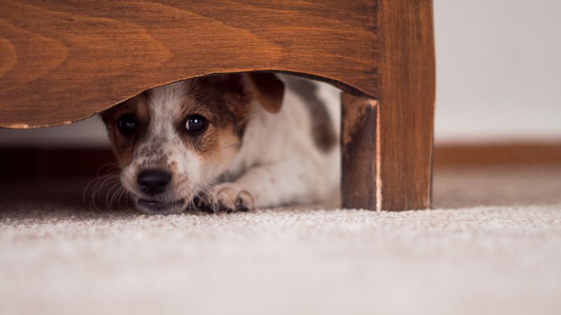 Animal Cruelty Laws: Varying Degrees Of Protection