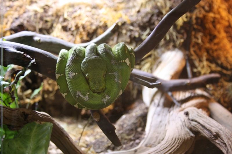 Animal World & Snake Farm Zoo – New Braunfels