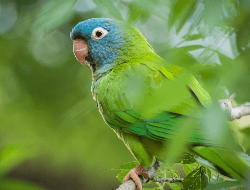 Blue-crowned Parakeet (Thectocercus acuticaudatus)