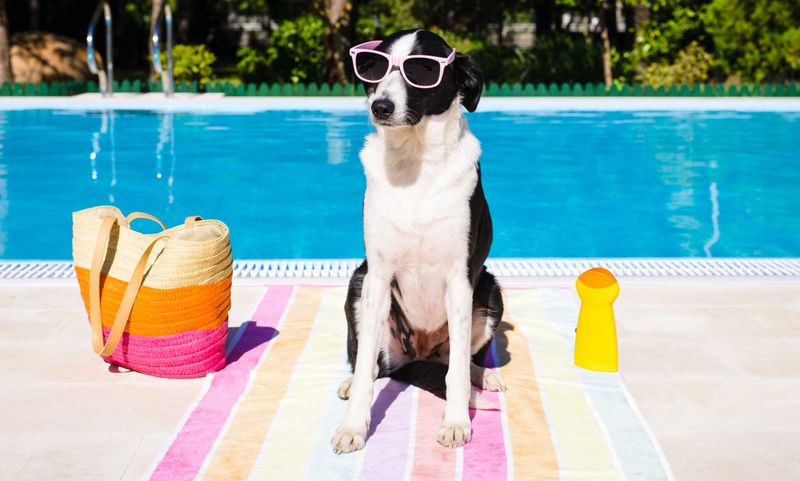 Use Dog-Safe Sunscreen Products