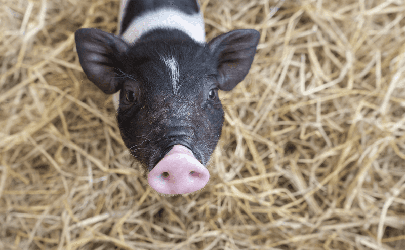 Quarantine Rules For Out-Of-State Pig Purchases