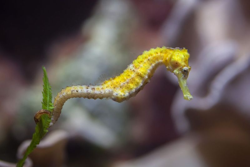 Slender Seahorse