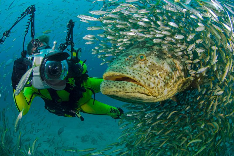 Atlantic Goliath Grouper: Florida's Underwater Giants
