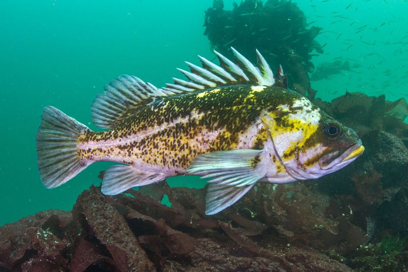 Quillback Rockfish