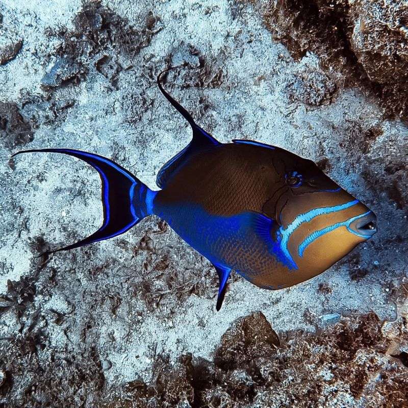 Queen Triggerfish: The Royal Rainbow Ruler