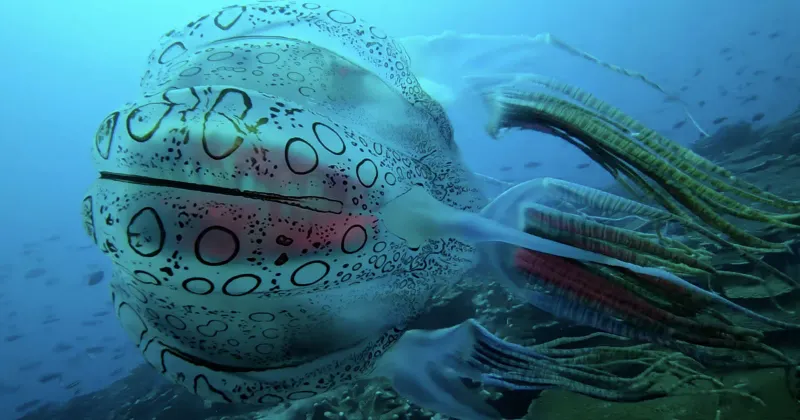 Box Jellyfish: The Transparent Terror
