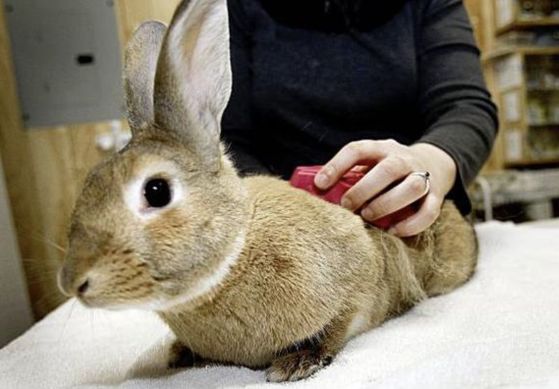 Low Maintenance Grooming