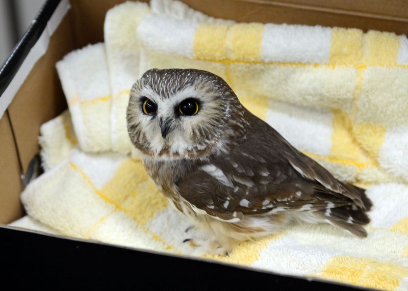 Northern Saw-whet Owl: Pocket-Sized Predator