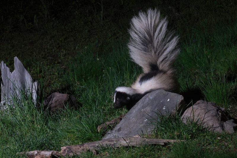 Skunks: The Striped Night Wanderers