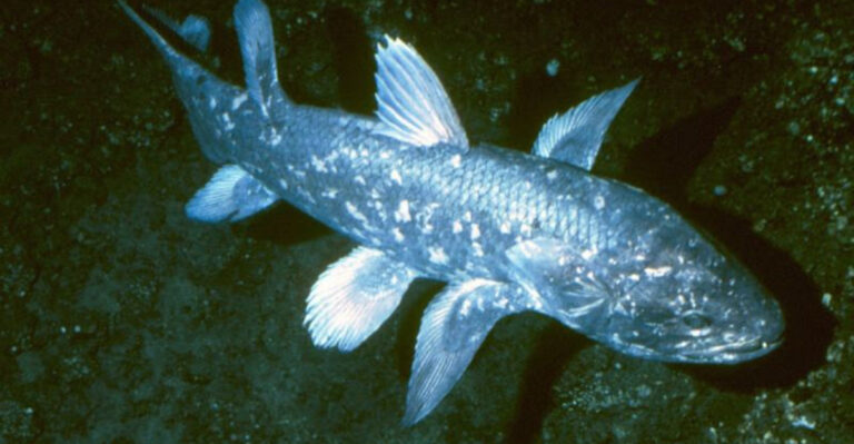 Living Fossil Fish Discovered In California Waters By Scientists