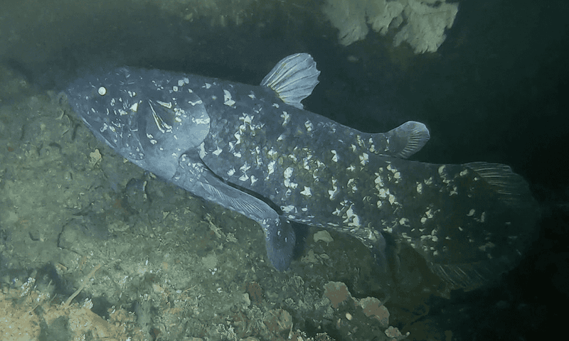 A Deep-Sea Discovery Shocks Scientists