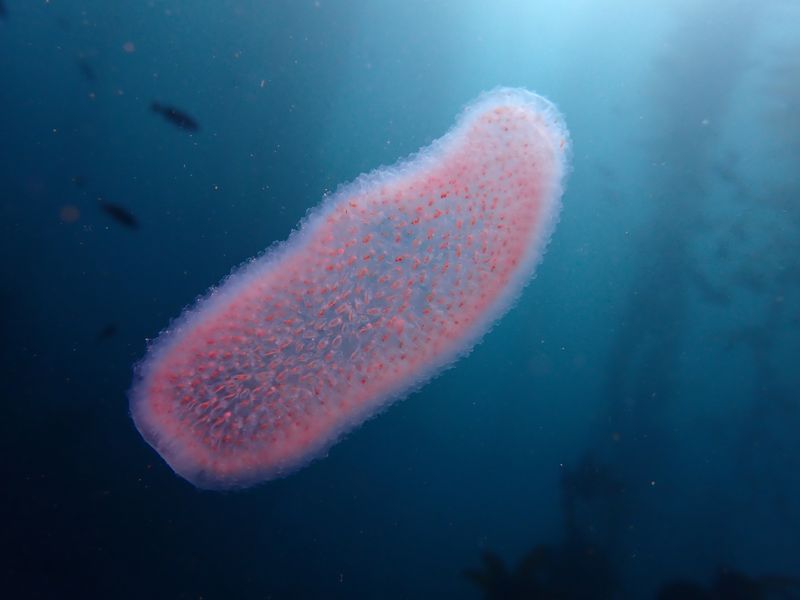 Floating Fire Colonies: Pyrosoma atlanticum