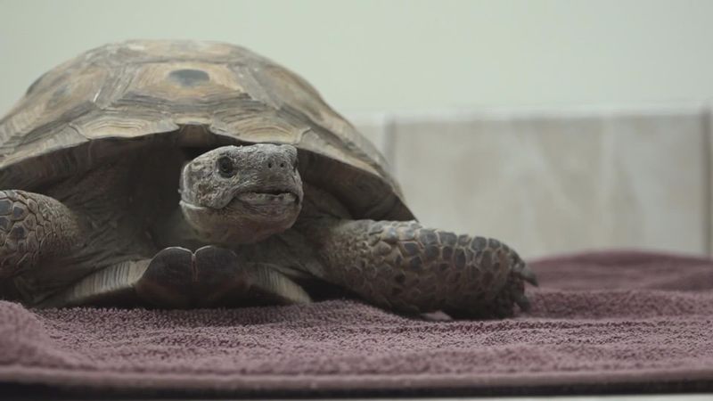 Animal Welfare Considerations