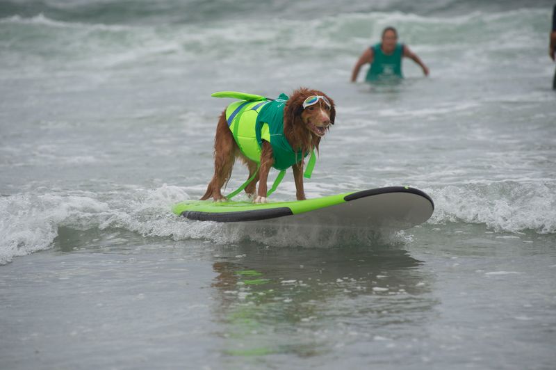 Del Mar Dog Beach – Del Mar, CA