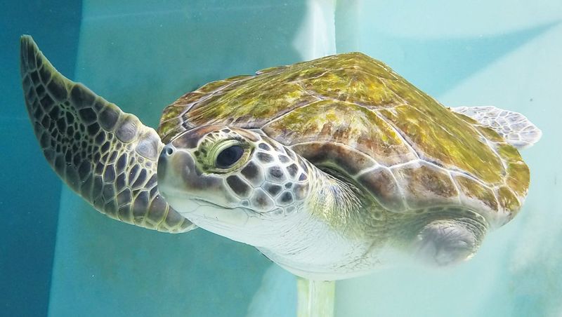 Navarre Beach Sea Turtle Conservation Center (Navarre)