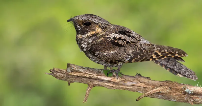 Eastern Whip-poor-will - Twilight Songsters