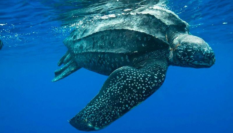 Leatherback Sea Turtle: The Deep-Diving Giant