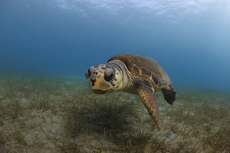 Unique Feeding Adaptations