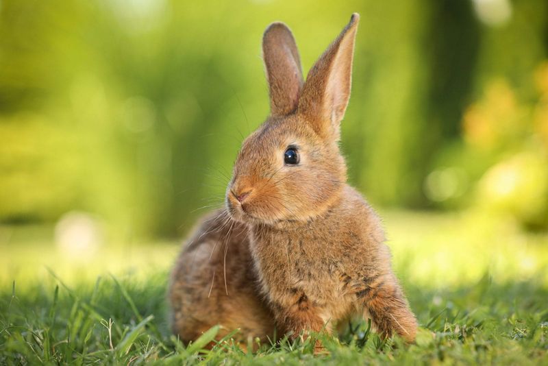 Eco-Friendly Pets