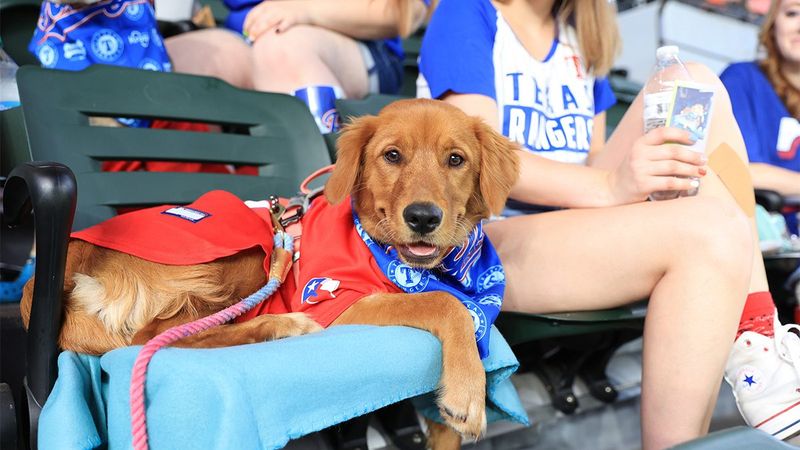 Rangers Baseball Enthusiasts