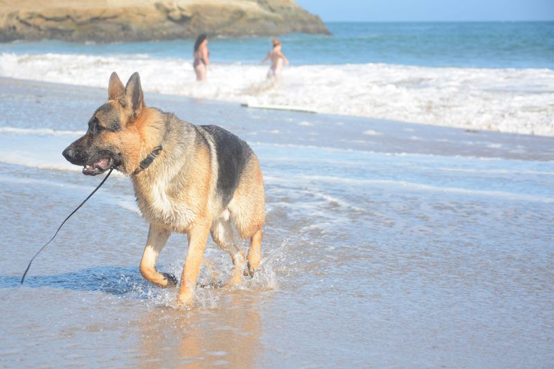 Santa Cruz's Surf and Turf Dog Adventures
