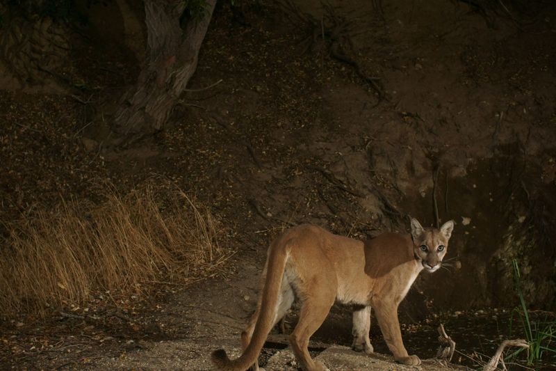 Santa Cruz: Coastal Cats Among Redwoods