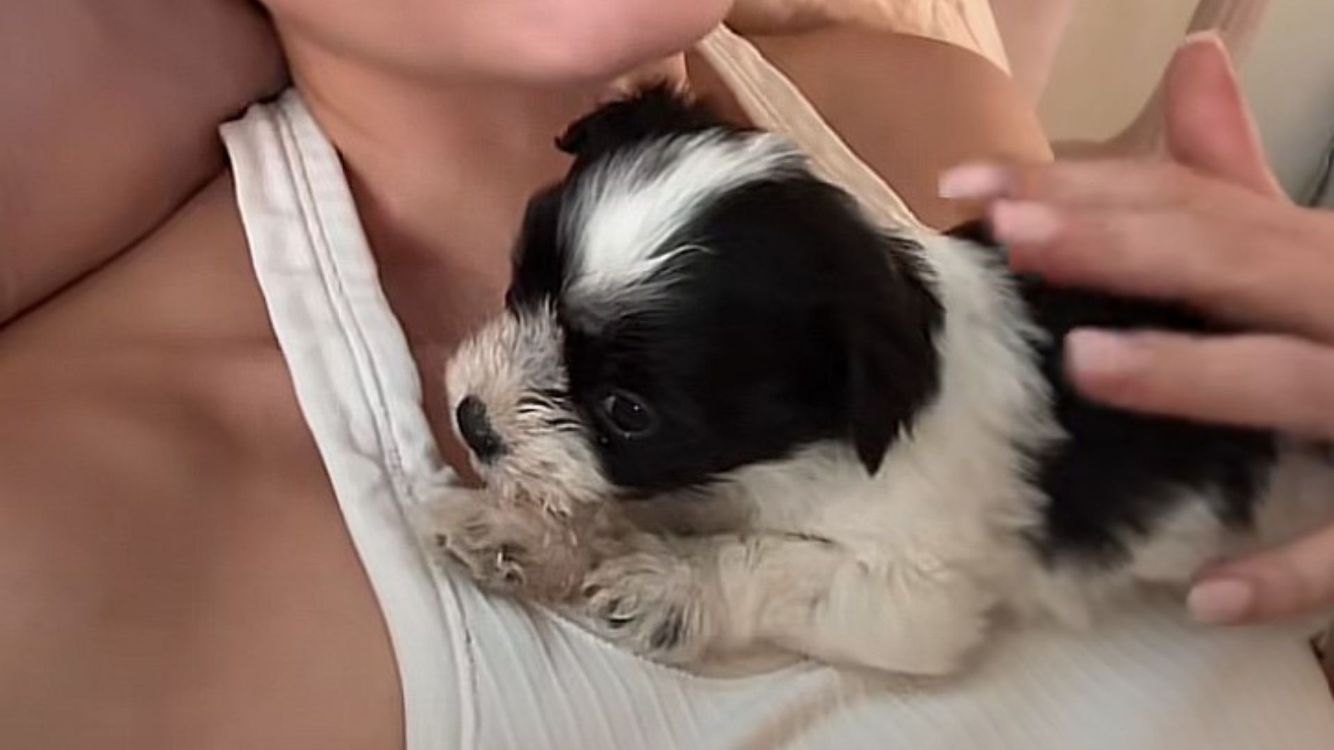 tiny puppy