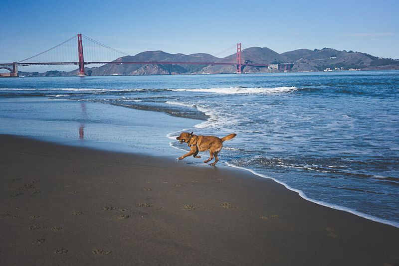 San Francisco's Doggy Paradise