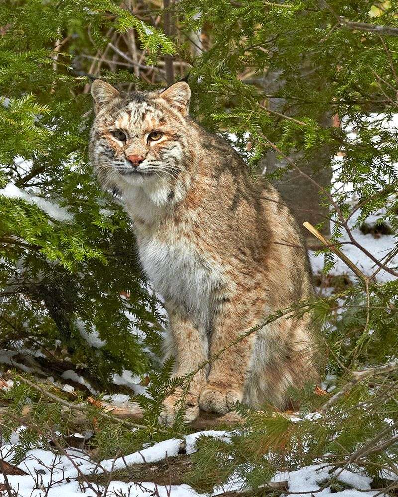 Maine's Northern Neighbors