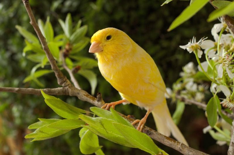 Canary: Melodious Sunshine