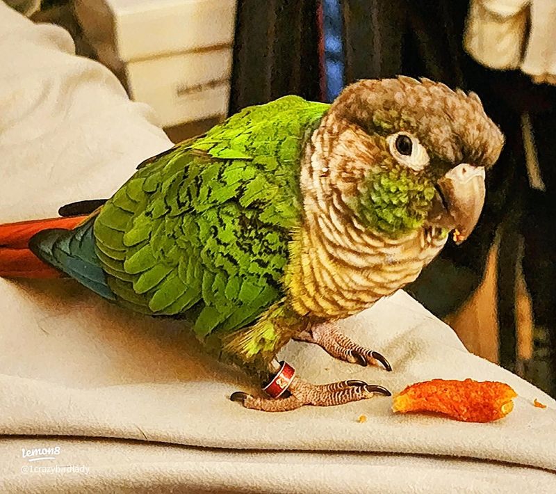 Green-cheeked Conure: The Hurricane-Season Hero
