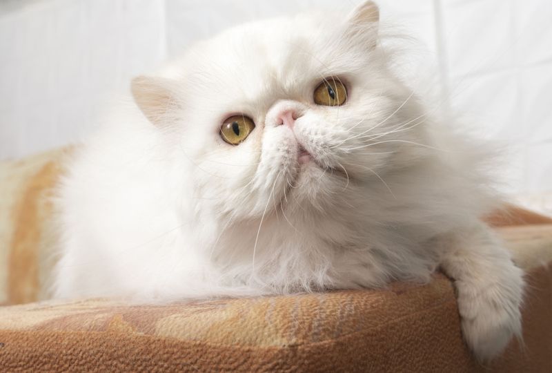 Reduced Grooming Needs