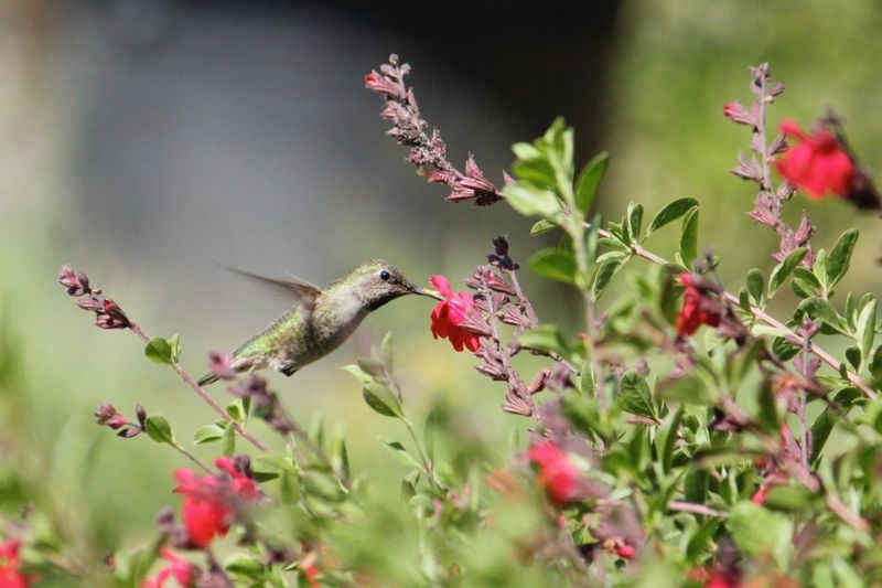 Creating A Hummingbird Haven In Your Southern California Garden