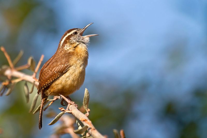 Carolina Wren - Feisty Songsters