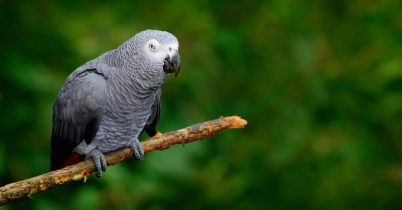 Brilliant African Greys: The Einstein Of Avian Companions