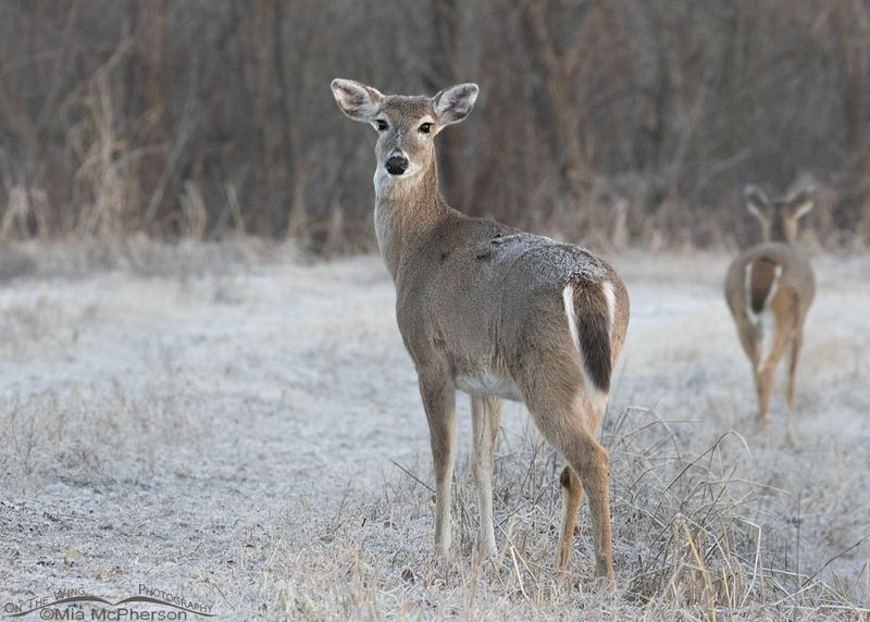Graceful White-Tailed Deer