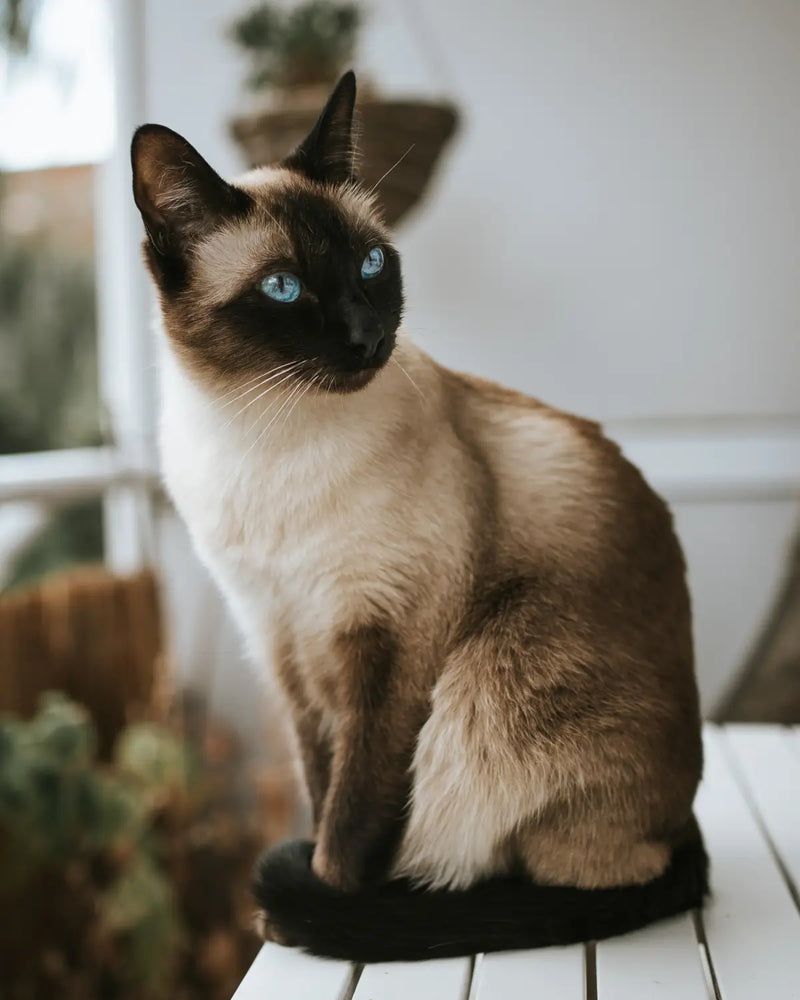 Siamese: Chatty Companions