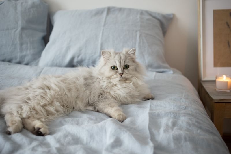 Persian: Beauty at a Premium Price