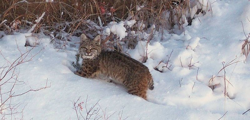 Michigan's Peninsula Predators