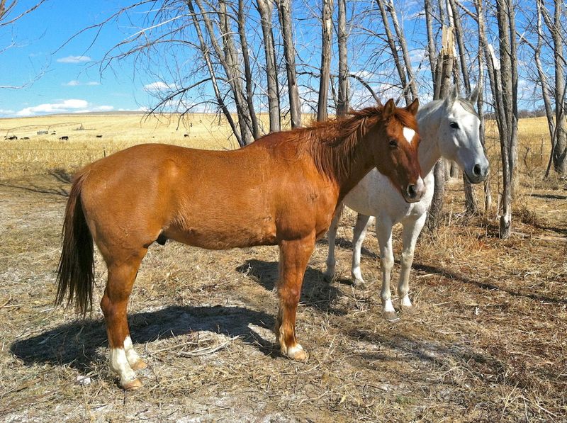 Versatile American Quarter Horse