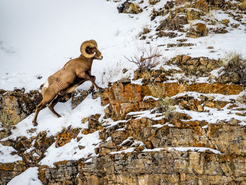 Acrobatic Bighorn Sheep: The Cliff-Dwelling Daredevils