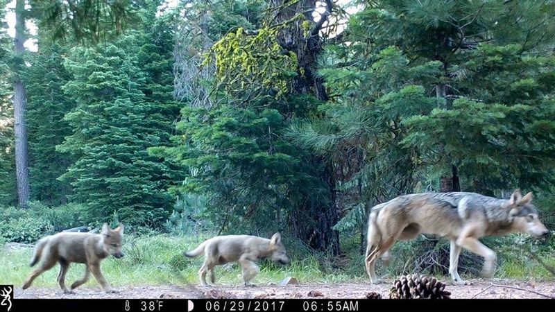 Elusive Gray Wolves