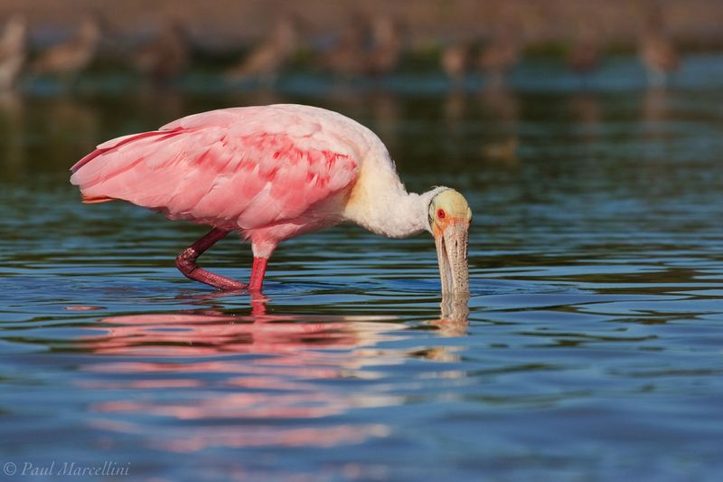 The Flamboyant Beauty Of Roseate Spoonbills