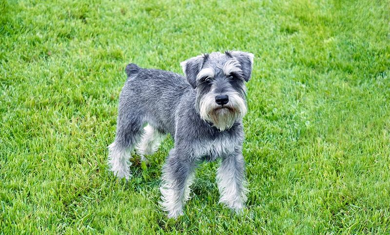 Miniature Schnauzer: The Bearded Building Resident