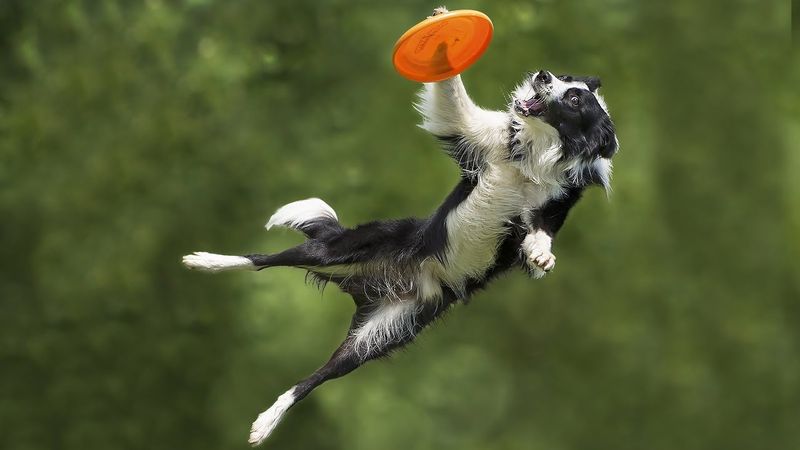 Border Collie: The Coastal Athlete